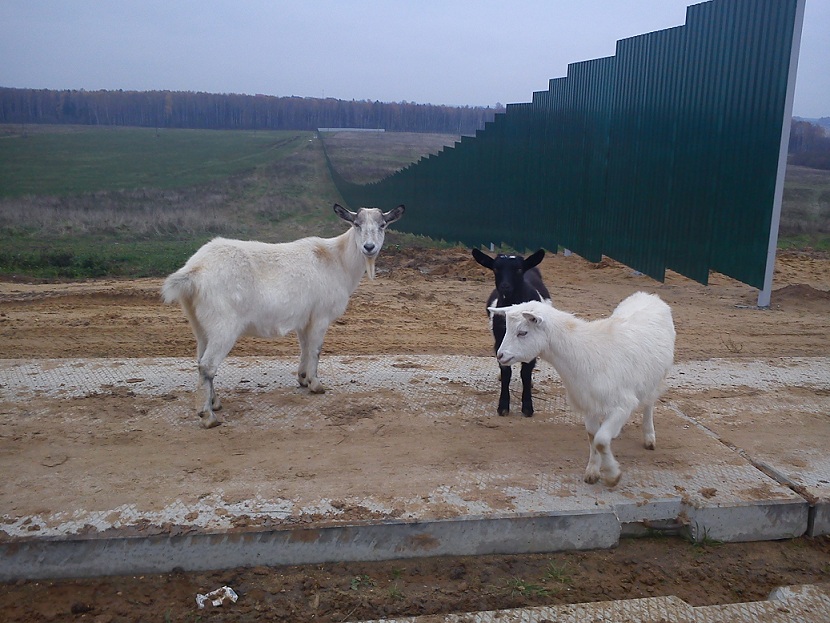 Козы.jpg (196.27 КБ, 163264 просмотра) Козы.jpg