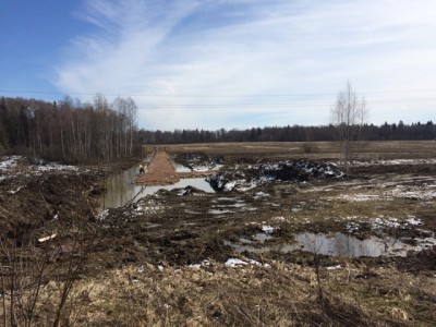 лисички-18-04-16-09-53.jpeg