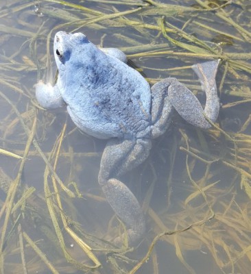 20170429_121627_resized.jpg (44.01 КБ, 30732 просмотра) 20170429_121627_resized.jpg