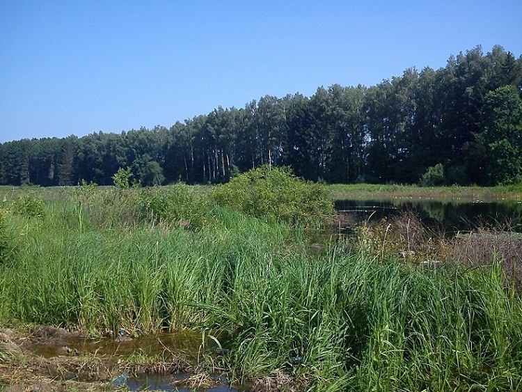 Наш залив, вид налево..jpg (240.63 КБ, 162214 просмотров) Наш залив, вид налево..jpg