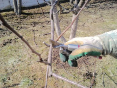 Obrezka-derevjev_01_.jpg (143.66 КБ, 6281 просмотр) Obrezka-derevjev_01_.jpg