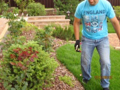 Obrezka-derevjev_06_.jpg (43.85 КБ, 6178 просмотров) Obrezka-derevjev_06_.jpg