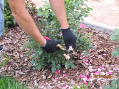 Obrezka-derevjev_08_.jpg (86.28 КБ, 6281 просмотр) Obrezka-derevjev_08_.jpg