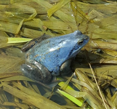 20170429_121600_resized.jpg (136.93 КБ, 30717 просмотров) 20170429_121600_resized.jpg