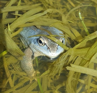 20170429_121147_resized2.jpg (48.48 КБ, 30734 просмотра) 20170429_121147_resized2.jpg