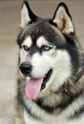 siberian-husky-5.jpg